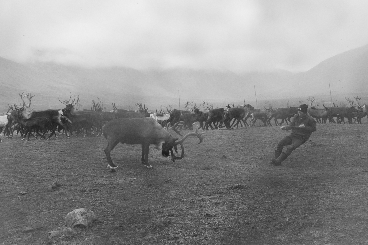 Оленевод ловит северного оленя арканом, чёрно-белая фотография, сцена в тундре