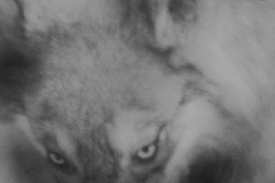 Крупный план волка, чёрно-белая художественная фотография с фокусом на глаза