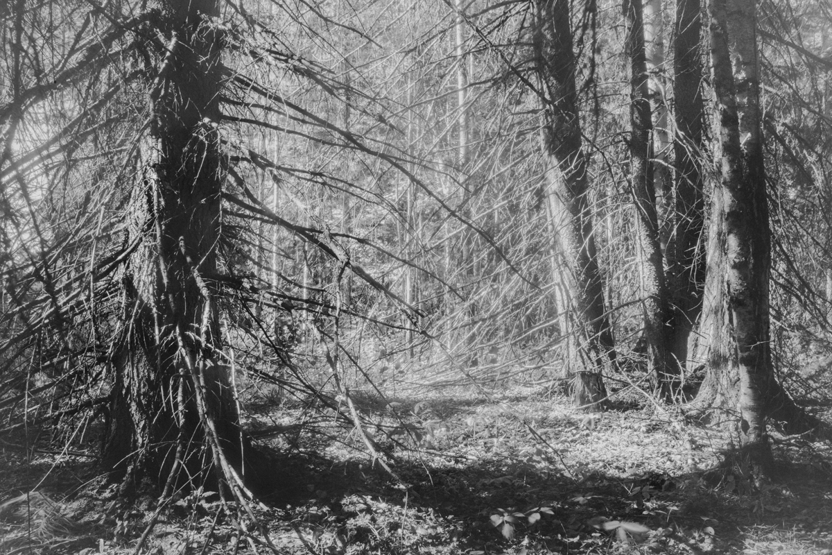 Чёрно-белая фотография леса у реки Сылва, современное художественное фото