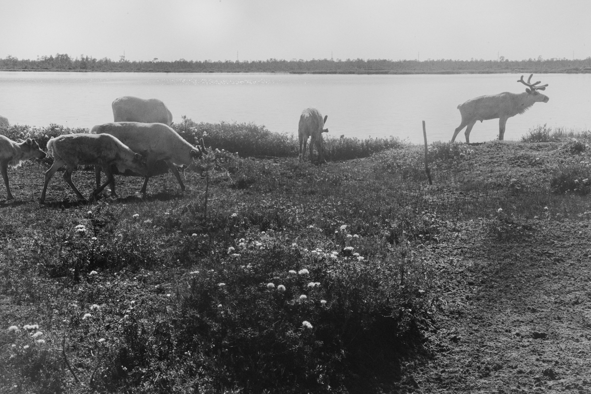 Северные олени у воды, чёрно-белая арт-фотография природы, современное искусство