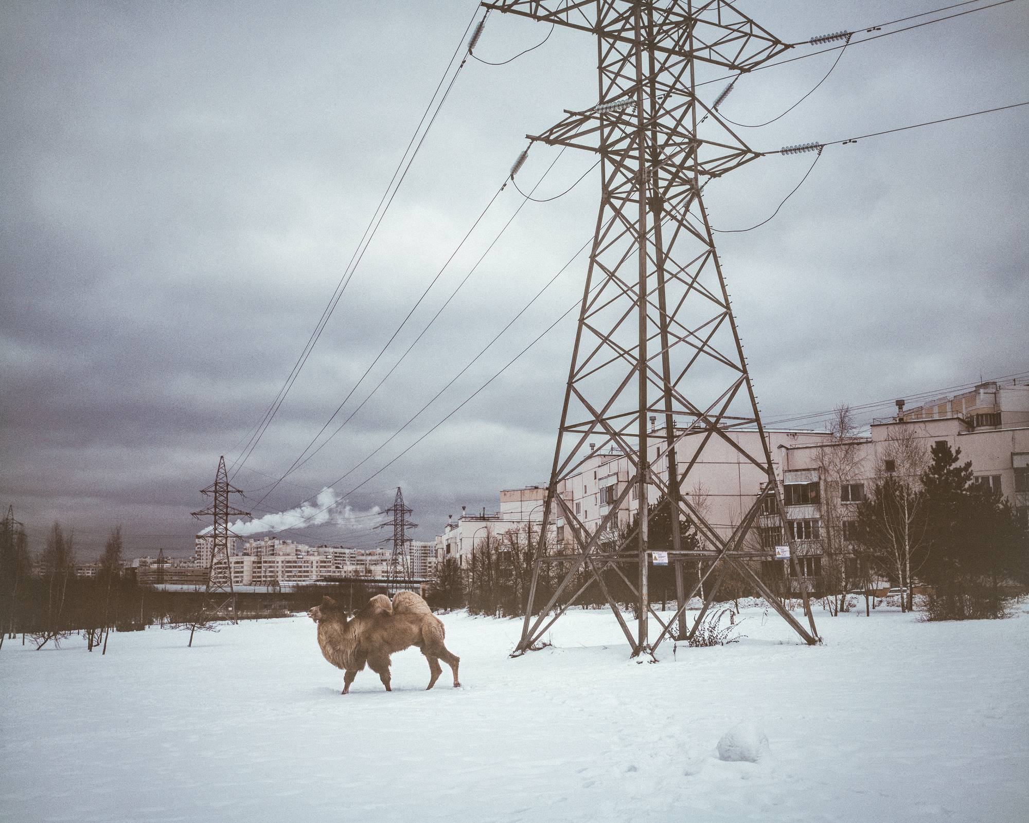 Фотография Леонида Сорокина 'Москва, район Бутово, сюжет для Абу': верблюд на снегу под линиями электропередач, C-print, 2022