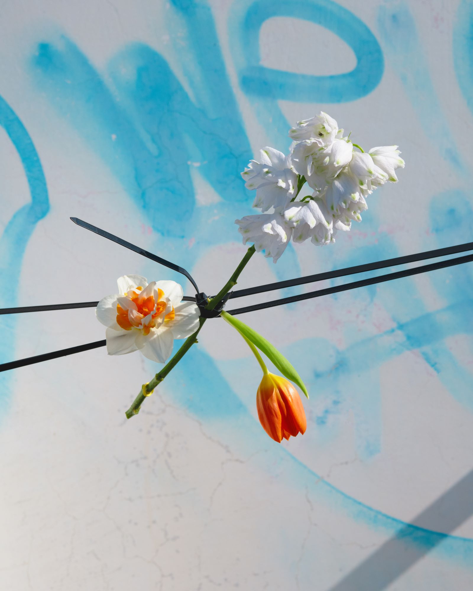 Цветы, зажатые пластиковыми хомутами на фоне граффити. Фото Anastasia Fainberg, 2025, арт-фотография