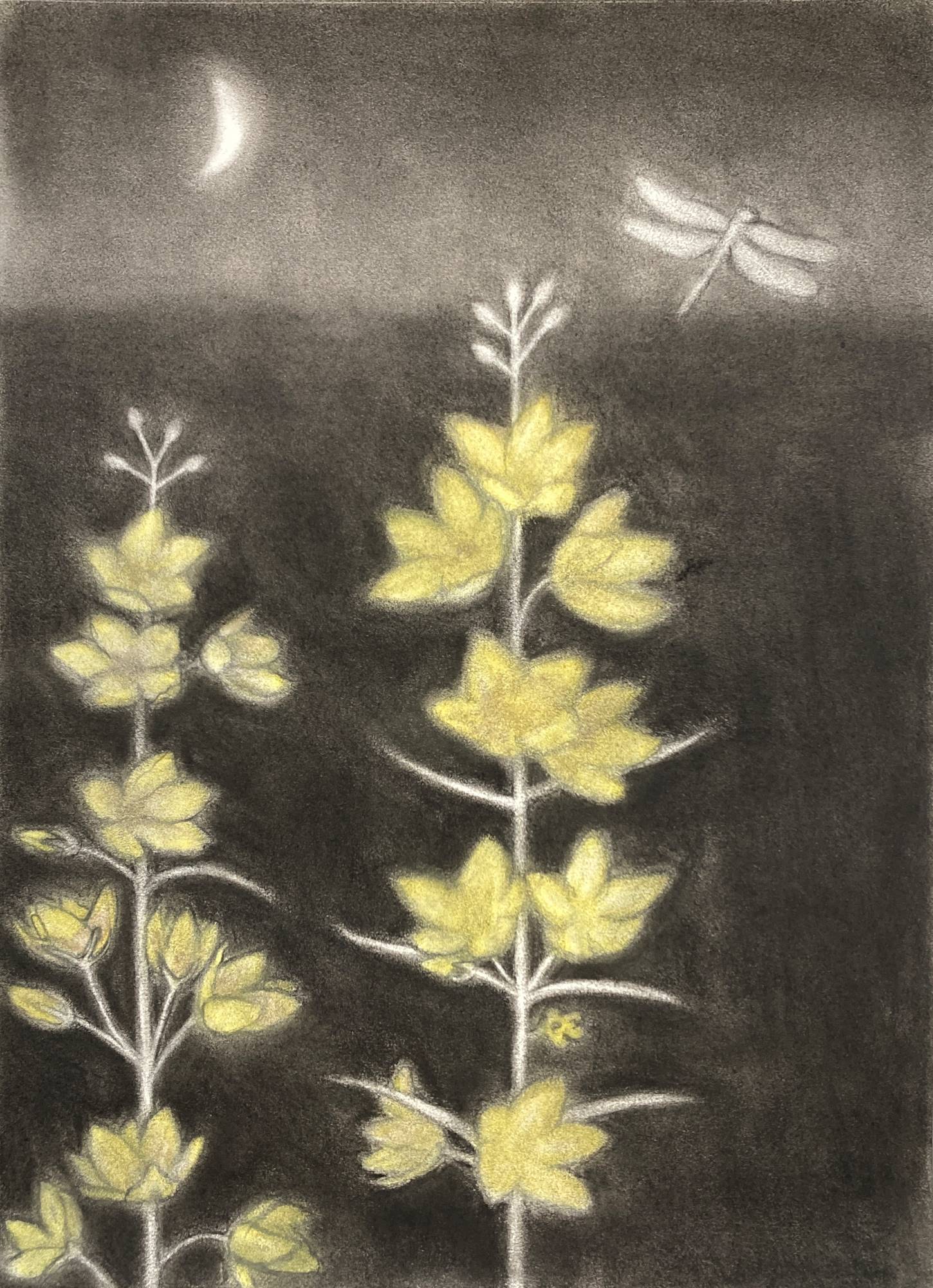 Жёлтые цветы и стрекоза под луной, пастель и уголь, графика Алексея Яковлева, 2025 год.