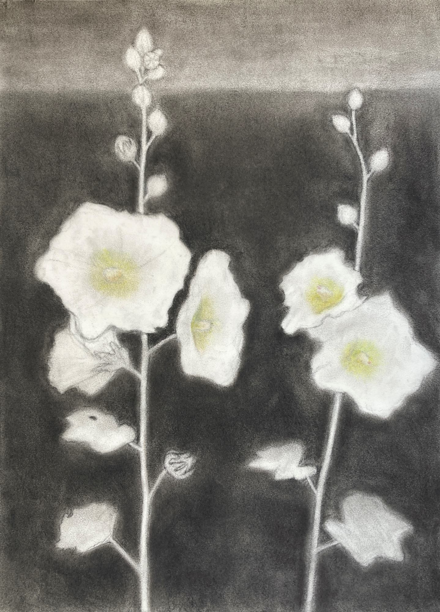 Цветы мальвы на тёмном фоне, пастель и уголь на бумаге, графика Алексея Яковлева, 2025 год.