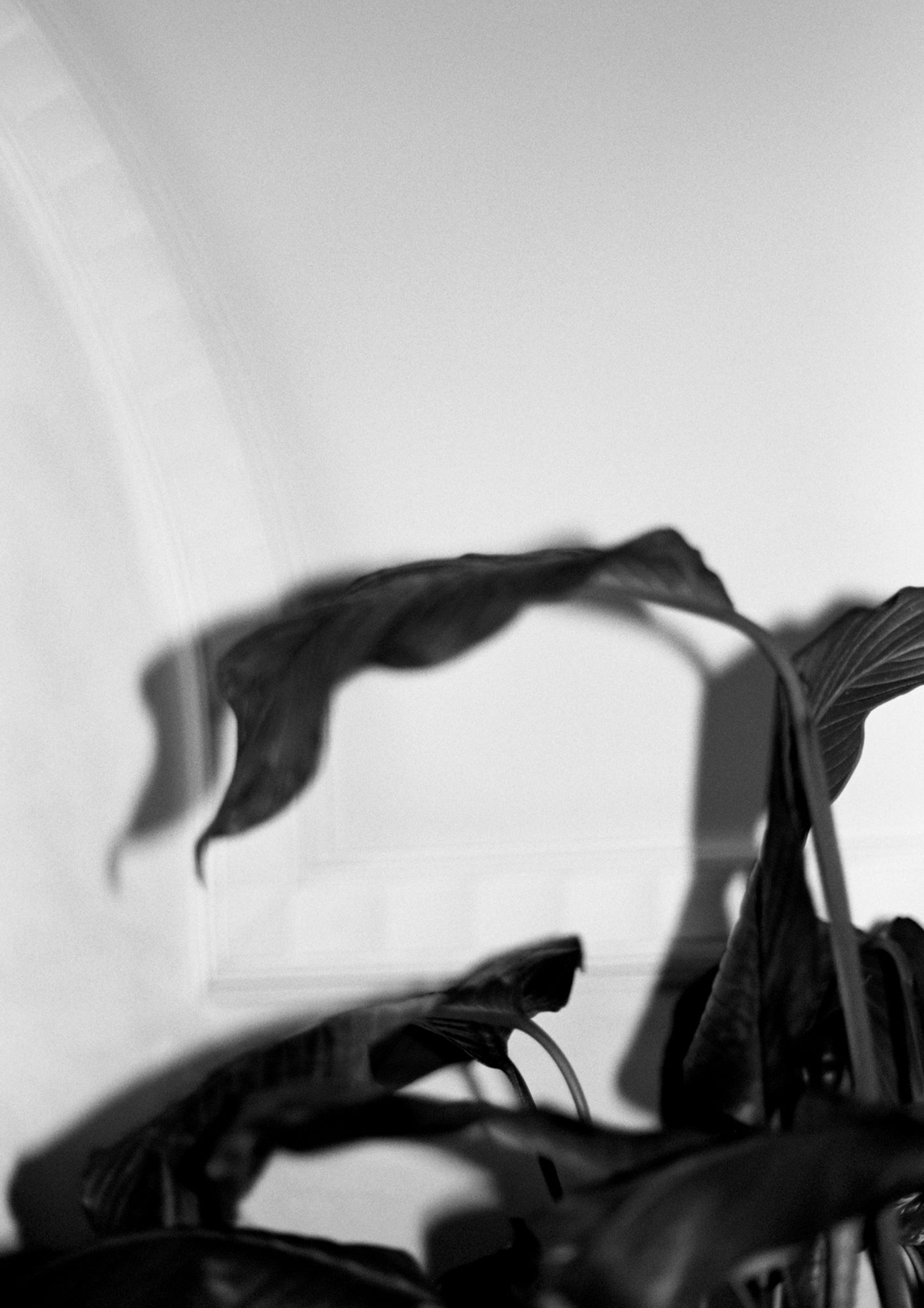 Арт-фотография «Спатифиллум II» — тени листьев на фоне стены в монохроме